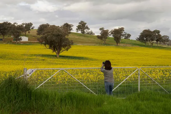 Canola (23)